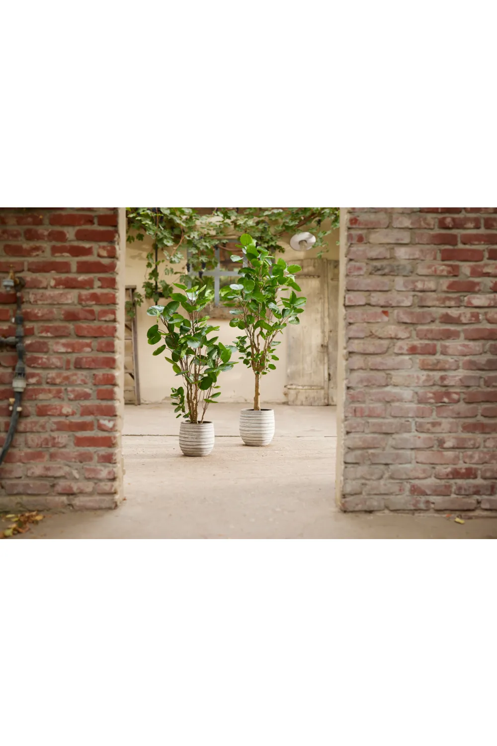 Artificial Dicot Dwarf Tree | Emerald Polyscias