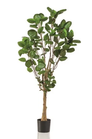 Artificial Dicot Dwarf Tree | Emerald Polyscias