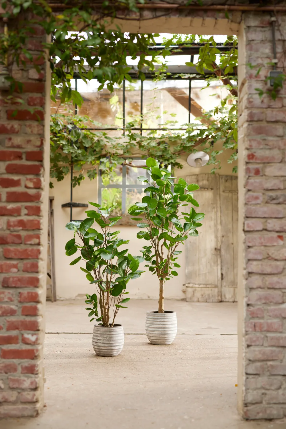 Artificial Dicot Dwarf Tree | Emerald Polyscias