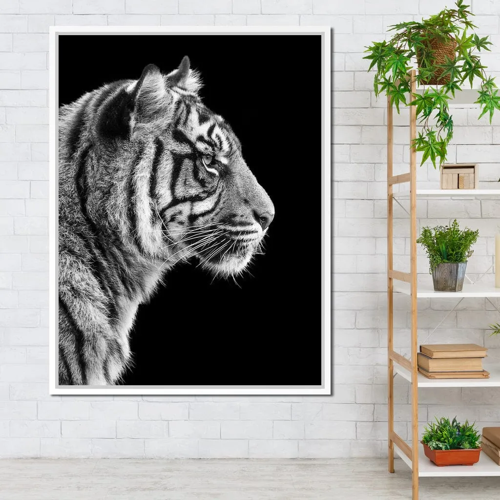 Black and White Sumatran Tiger