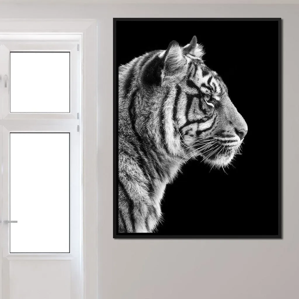 Black and White Sumatran Tiger