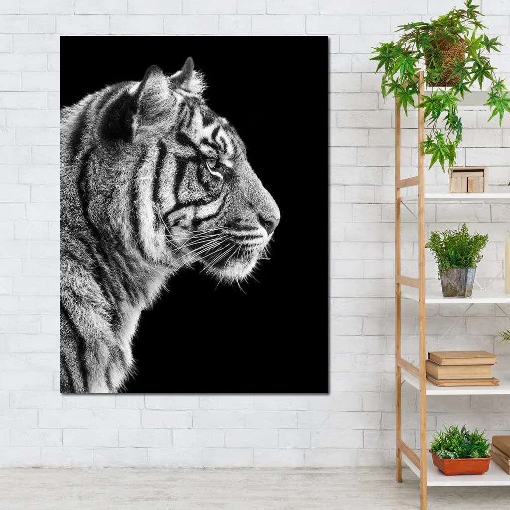 Black and White Sumatran Tiger